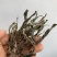 正品真品原产地茶叶基地云南古树茶普洱茶冰岛糯香昔归老班章