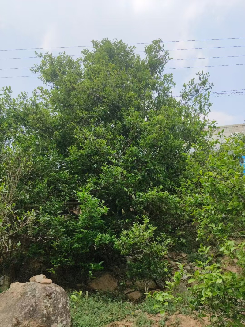 正品真品原产地茶叶基地云南古树茶普洱茶冰岛糯香昔归老班章