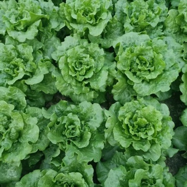 生菜意大利生菜