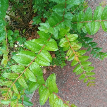 马桑木树叶源自于秦岭山脉
