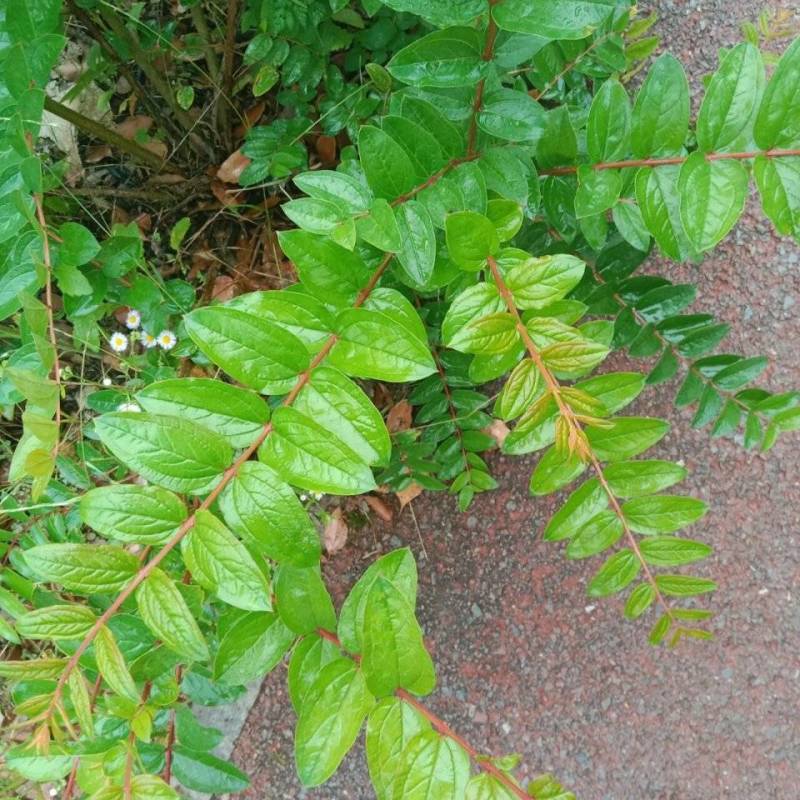 马桑木树叶源自于秦岭山脉