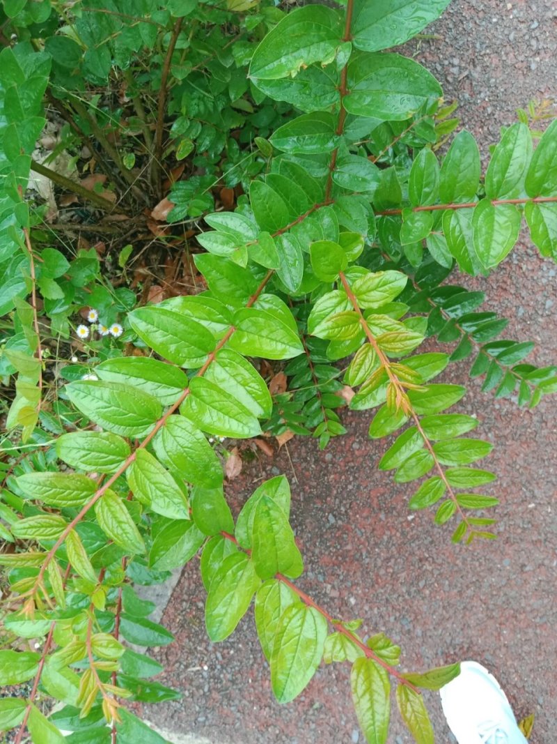 马桑木树叶源自于秦岭山脉