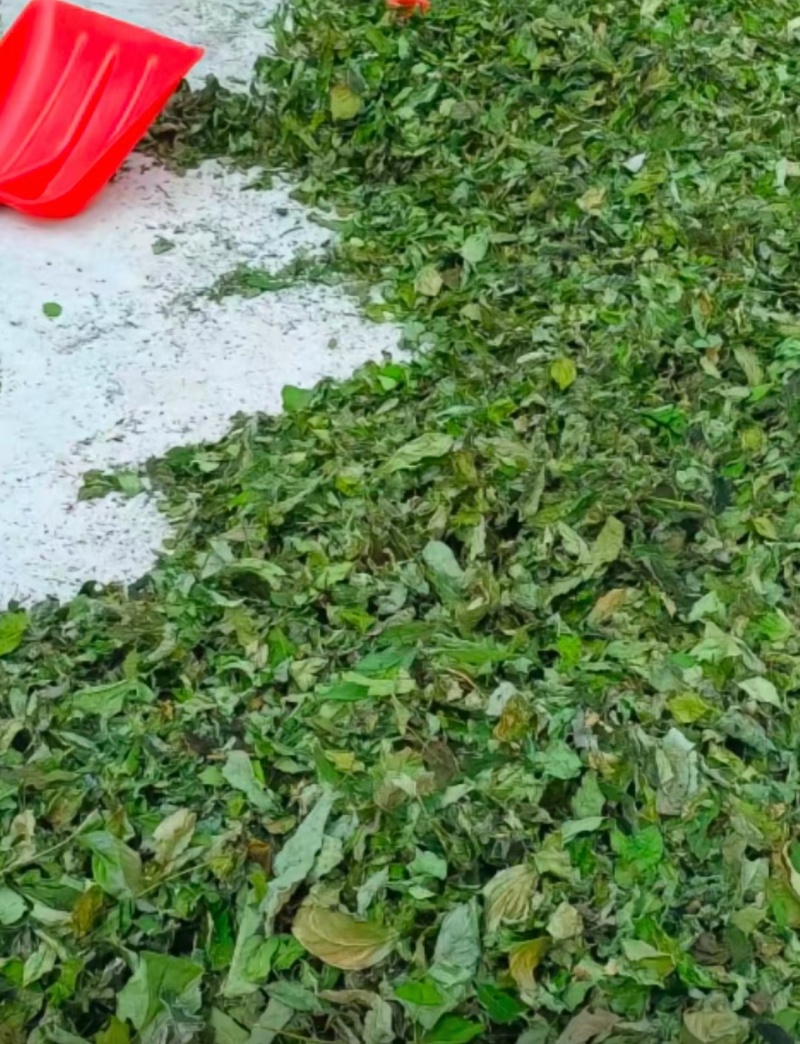 马桑木树叶源自于秦岭山脉