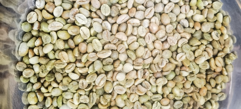 云南咖啡豆种植基地原产地量大生豆熟豆卡蒂姆铁皮卡阿拉比豆
