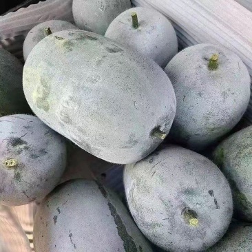 精品河北水果冬瓜货源充足量大从优全国发货诚信经营致电联系