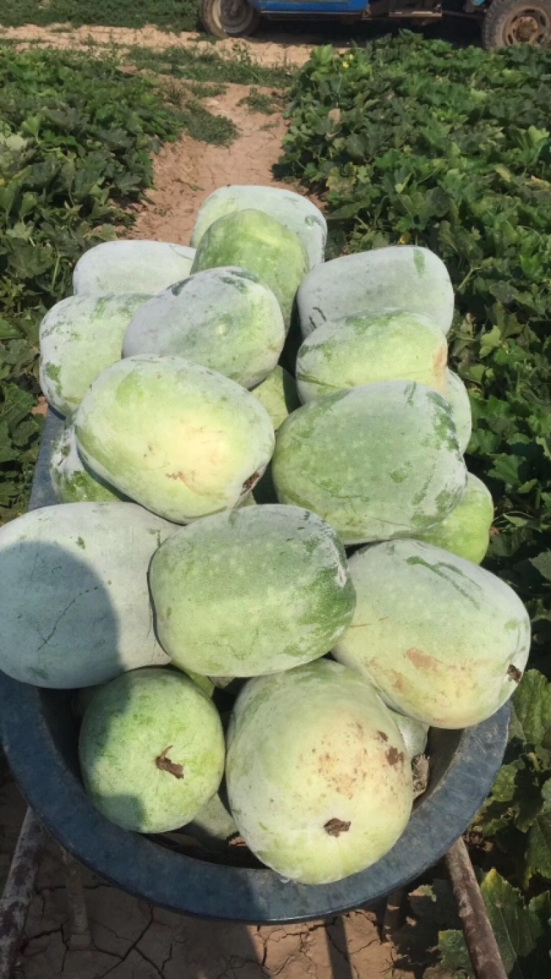 精品河北水果冬瓜货源充足量大从优全国发货诚信经营致电联系