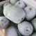 精品河北水果冬瓜货源充足量大从优全国发货诚信经营致电联系