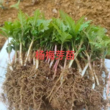 杨梅苗