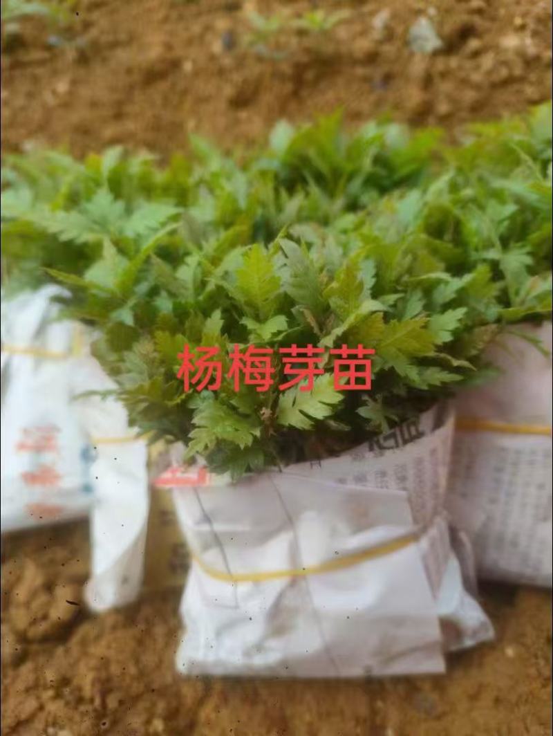 杨梅苗