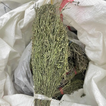 独角金优选独角金大货供应