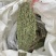 独角金优选独角金大货供应