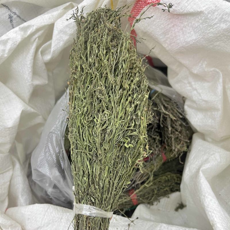 独角金优选独角金大货供应