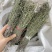 独角金优选独角金大货供应