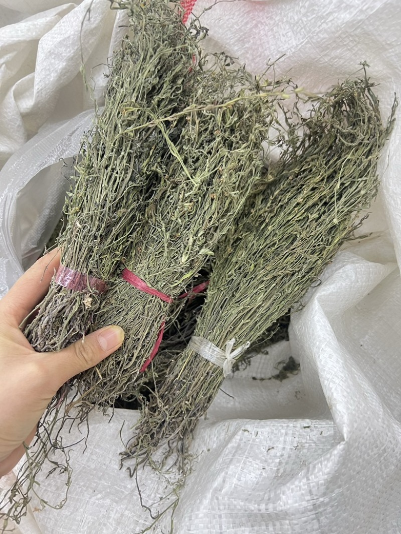 独角金优选独角金大货供应