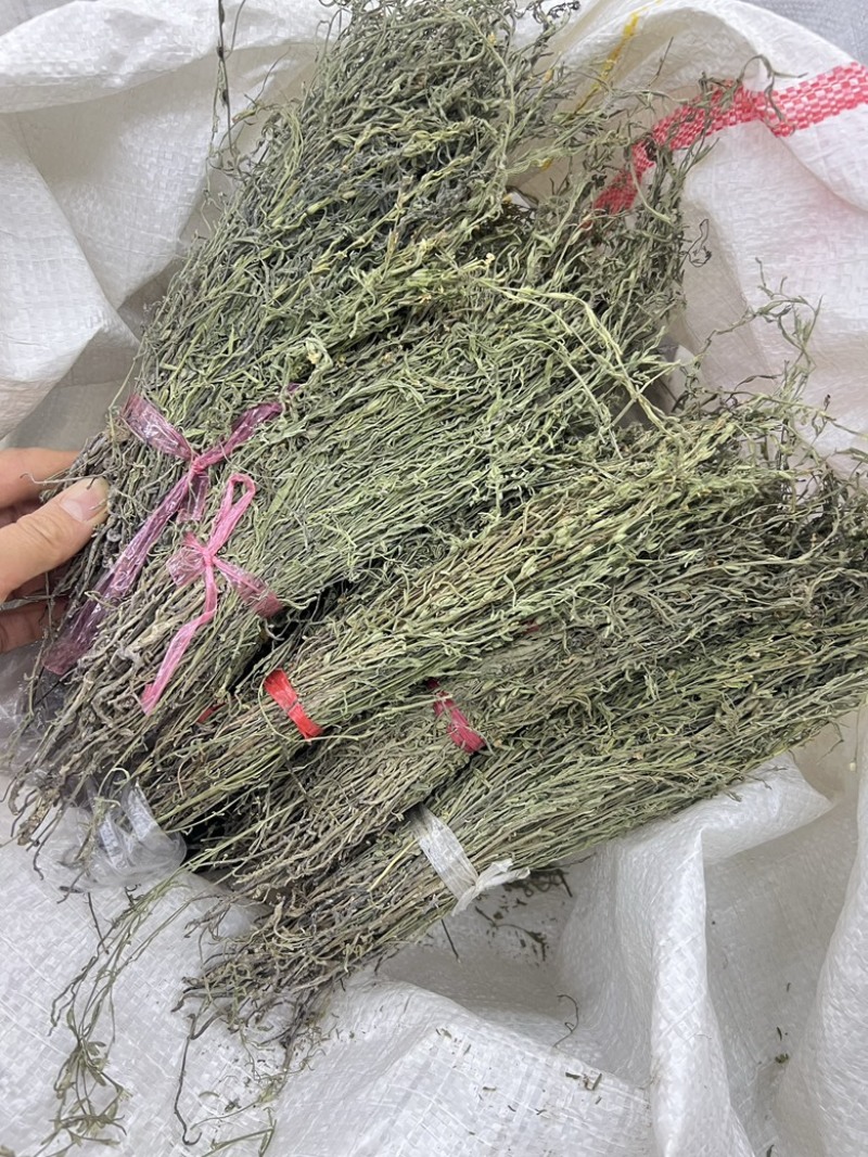 独角金优选独角金大货供应