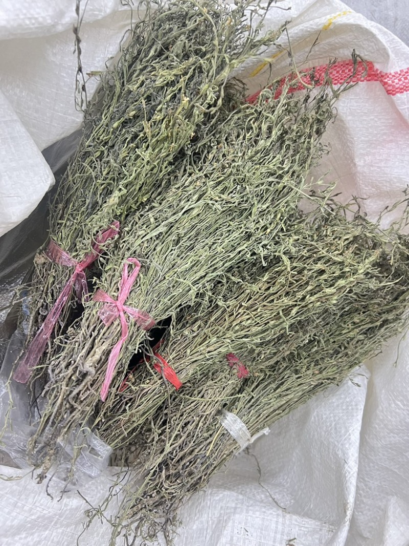 独角金优选独角金大货供应