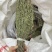 独角金优选独角金大货供应