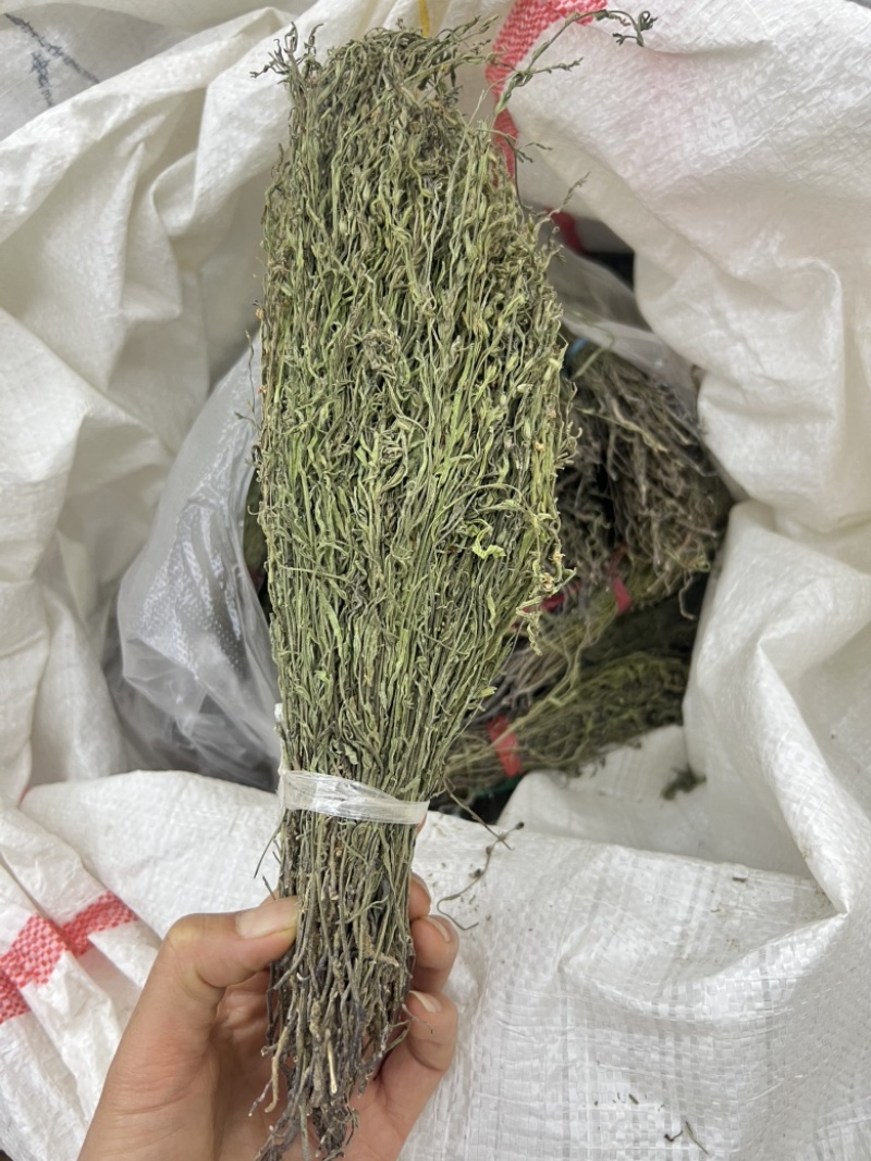 独角金优选独角金大货供应