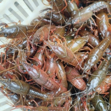 纯手工剥的鲜活小龙虾虾仁，***无杂质，需要的联系我。