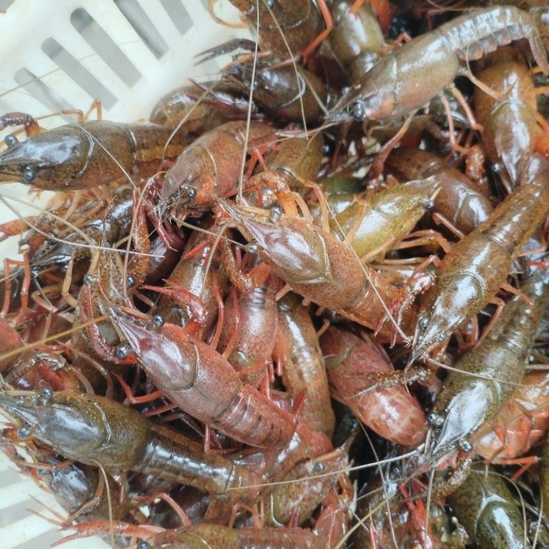 纯手工剥的鲜活小龙虾虾仁，***无杂质，需要的联系我。