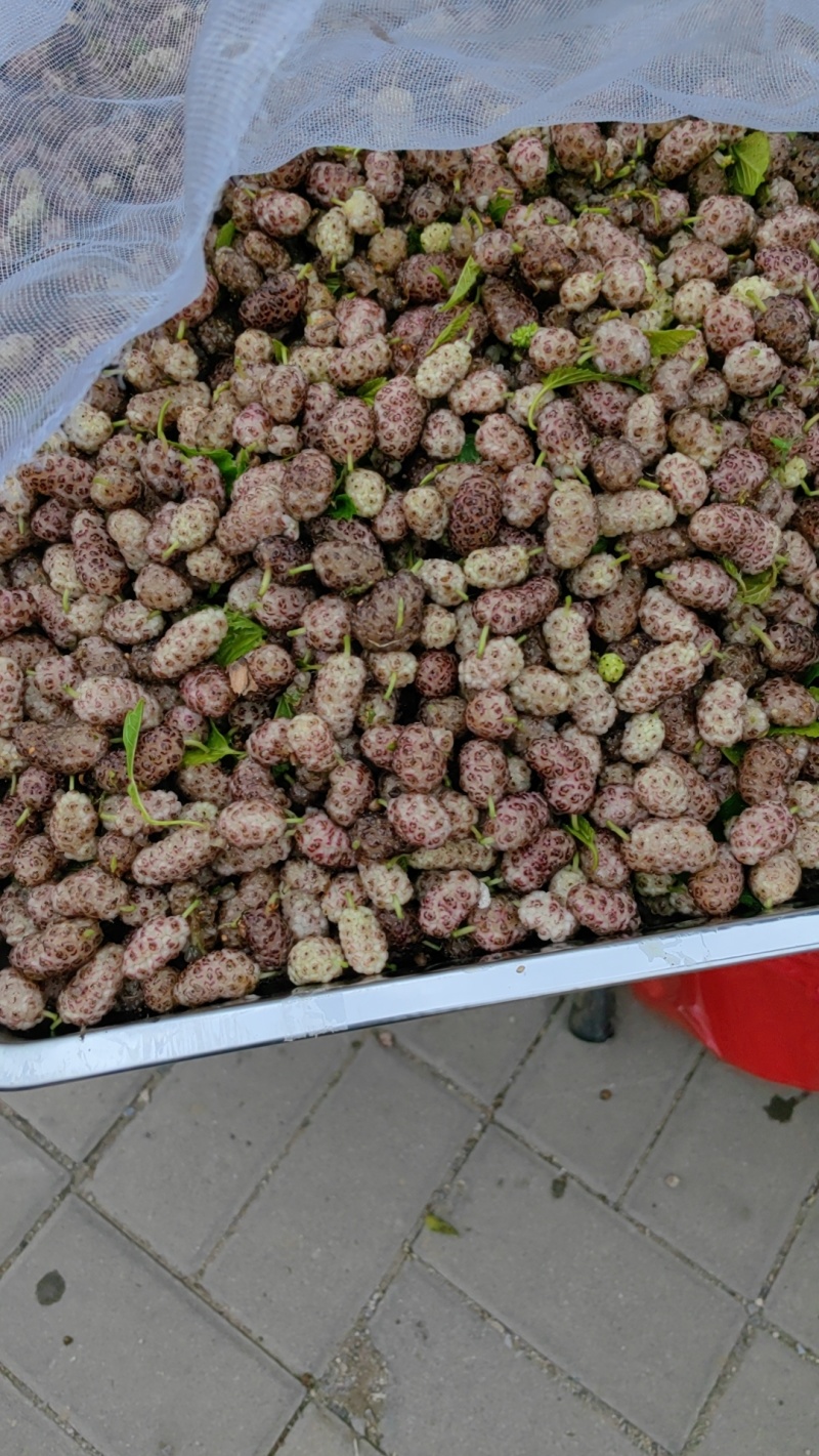 桑葚，鲜桑葚，鲜桑葚基地，大量出售鲜桑葚