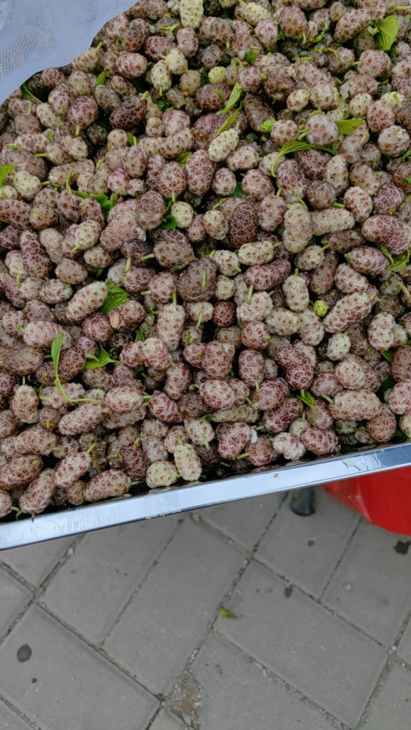 桑葚，鲜桑葚，鲜桑葚基地，大量出售鲜桑葚