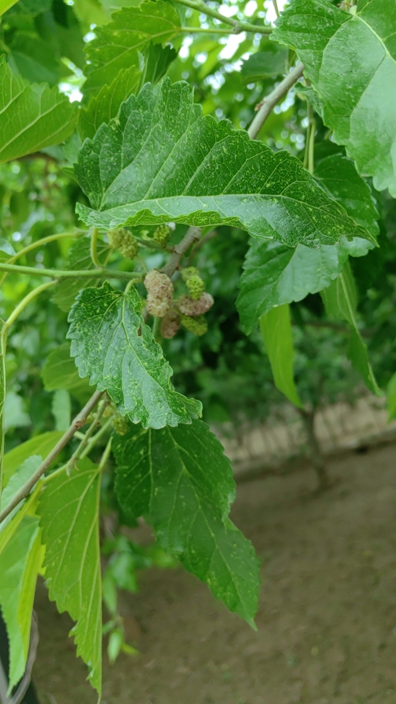 桑葚，鲜桑葚，鲜桑葚基地，大量出售鲜桑葚