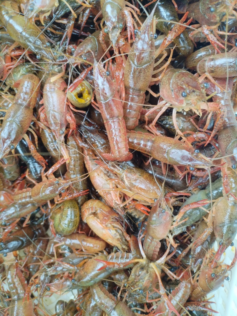 纯手工剥的鲜活小龙虾虾仁，***无杂质，需要的联系我。