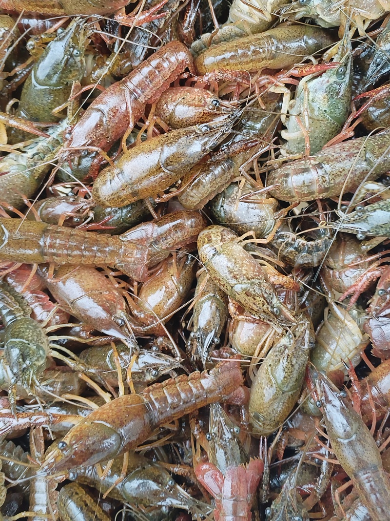 纯手工剥的鲜活小龙虾虾仁，***无杂质，需要的联系我。