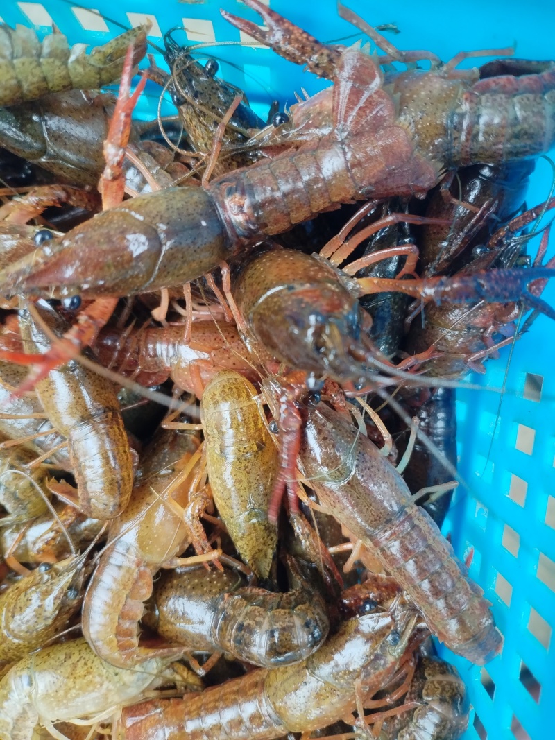 纯手工剥的鲜活小龙虾虾仁，***无杂质，需要的联系我。
