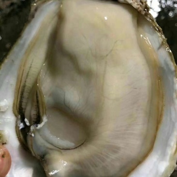 生蚝