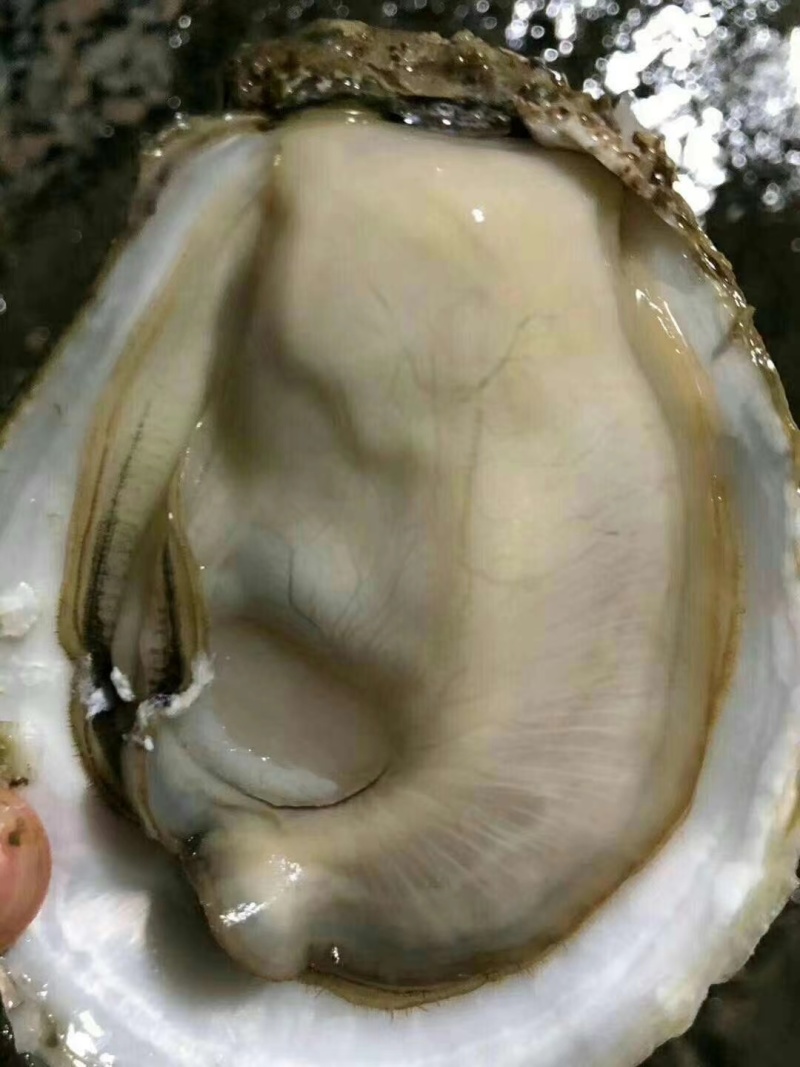 生蚝