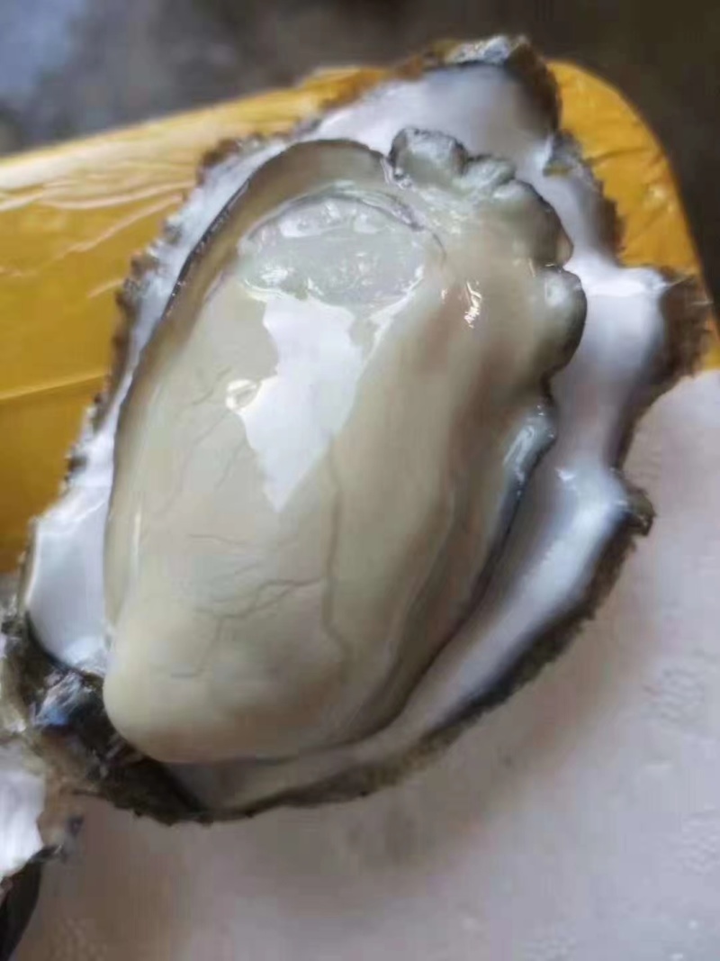 生蚝