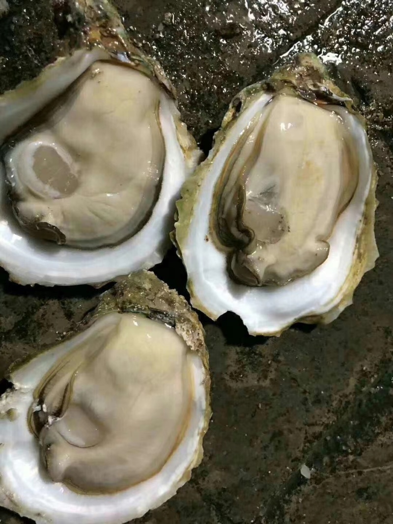 生蚝