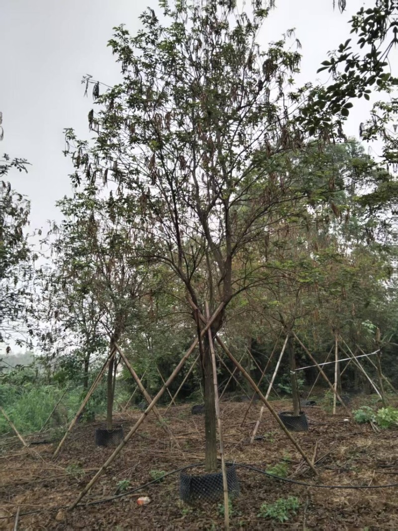 13-14分黄花风铃木全冠