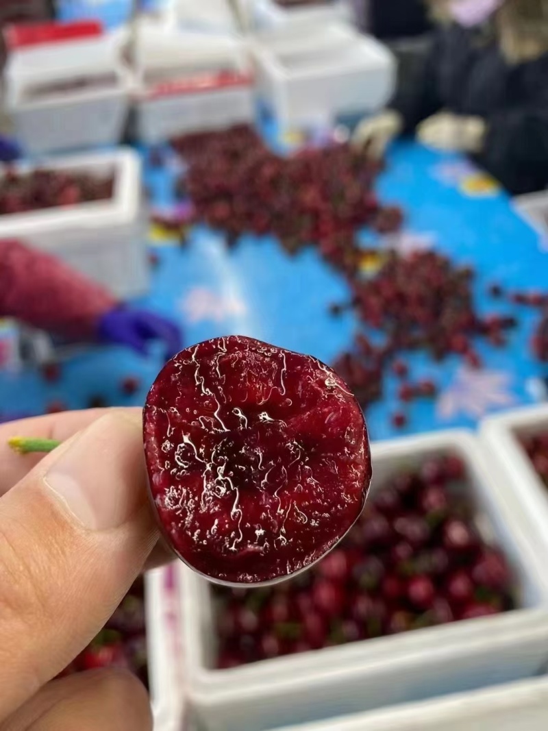 精品美早樱桃大荔樱桃货源充足量大从优质量保证欢迎咨询