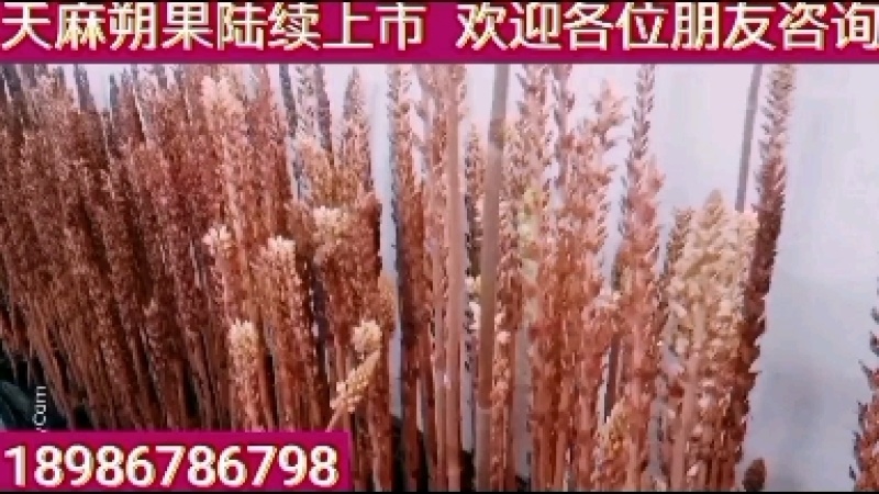 产地供应乌红杂交花粉天麻蒴果