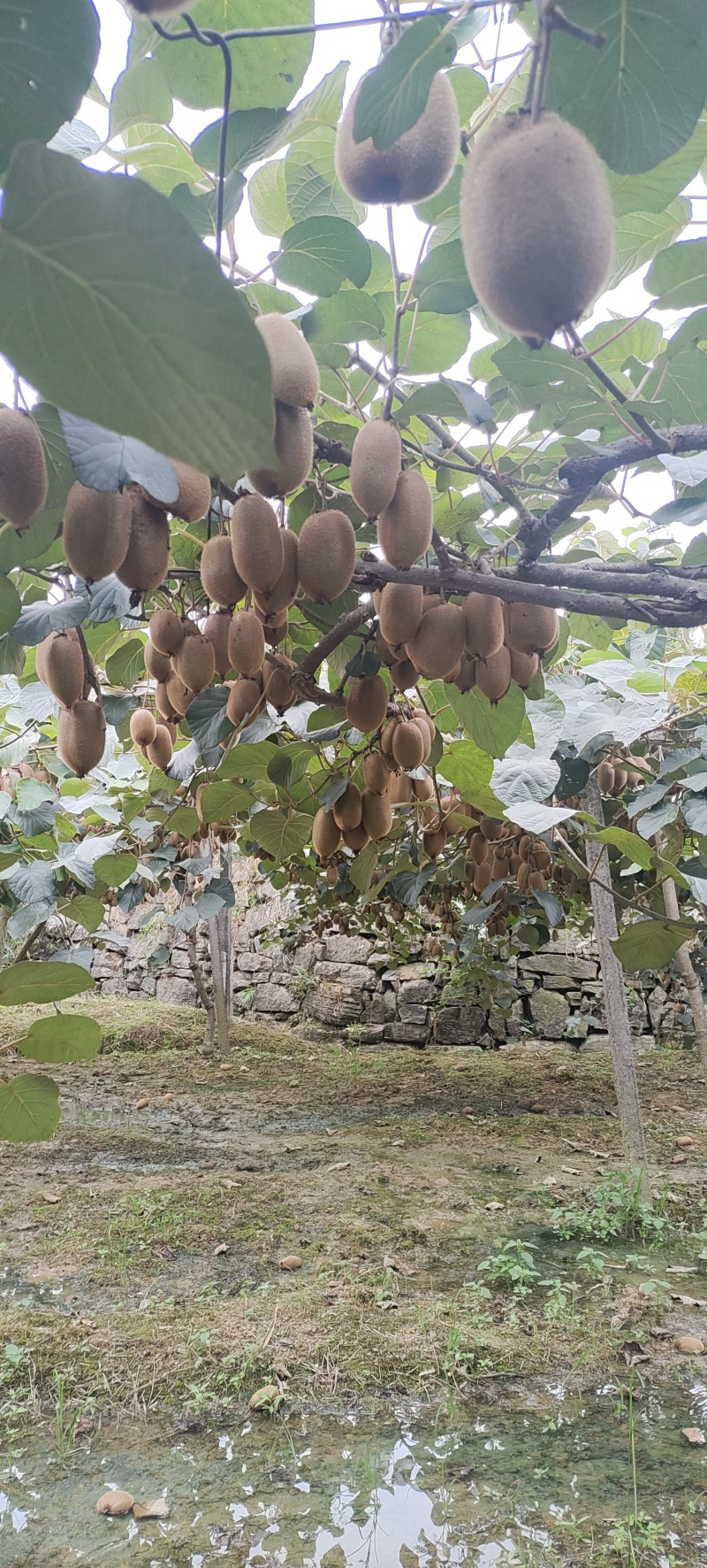 绿心猕猴桃《米良一号》湖南湘西凤凰产地，全国发货