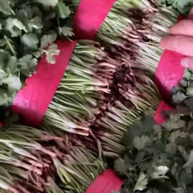 大叶香菜