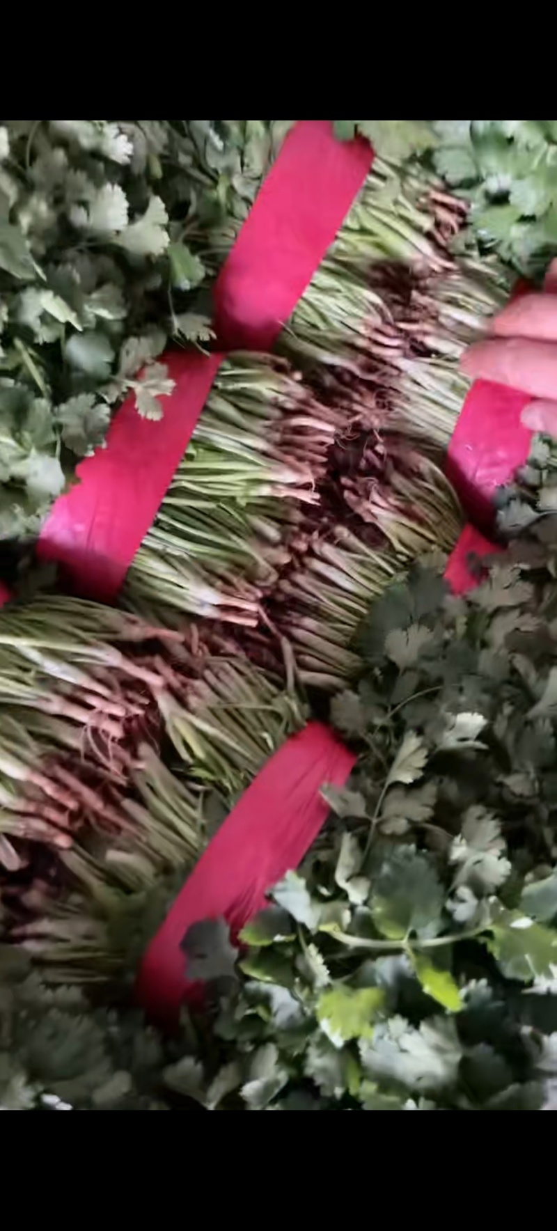 大叶香菜