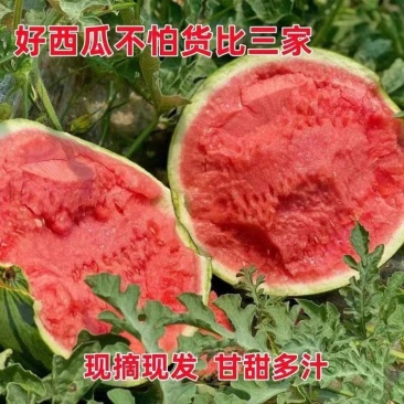 云南西瓜/美都西瓜/麒麟西瓜/无籽美都/全国供应批发
