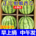 云南西瓜/美都西瓜/麒麟西瓜/无籽美都/全国供应批发