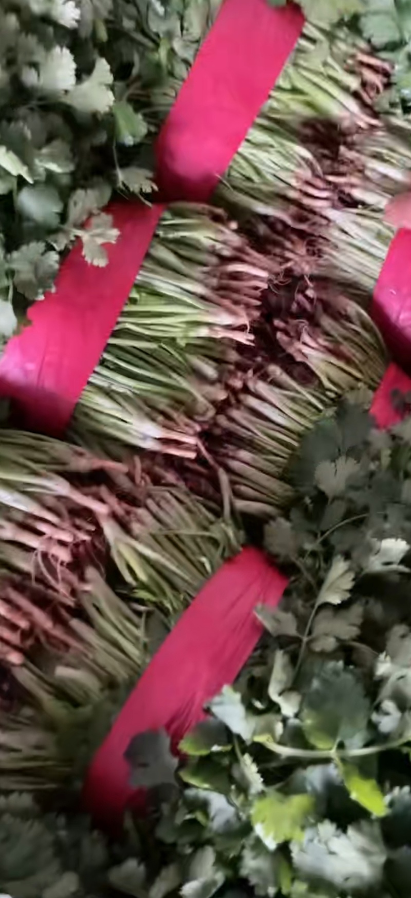 大叶香菜