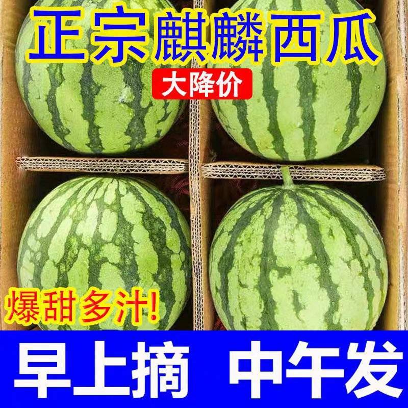 （麒麟西瓜）云南美都/无籽美都/产地货源/全国供应批发