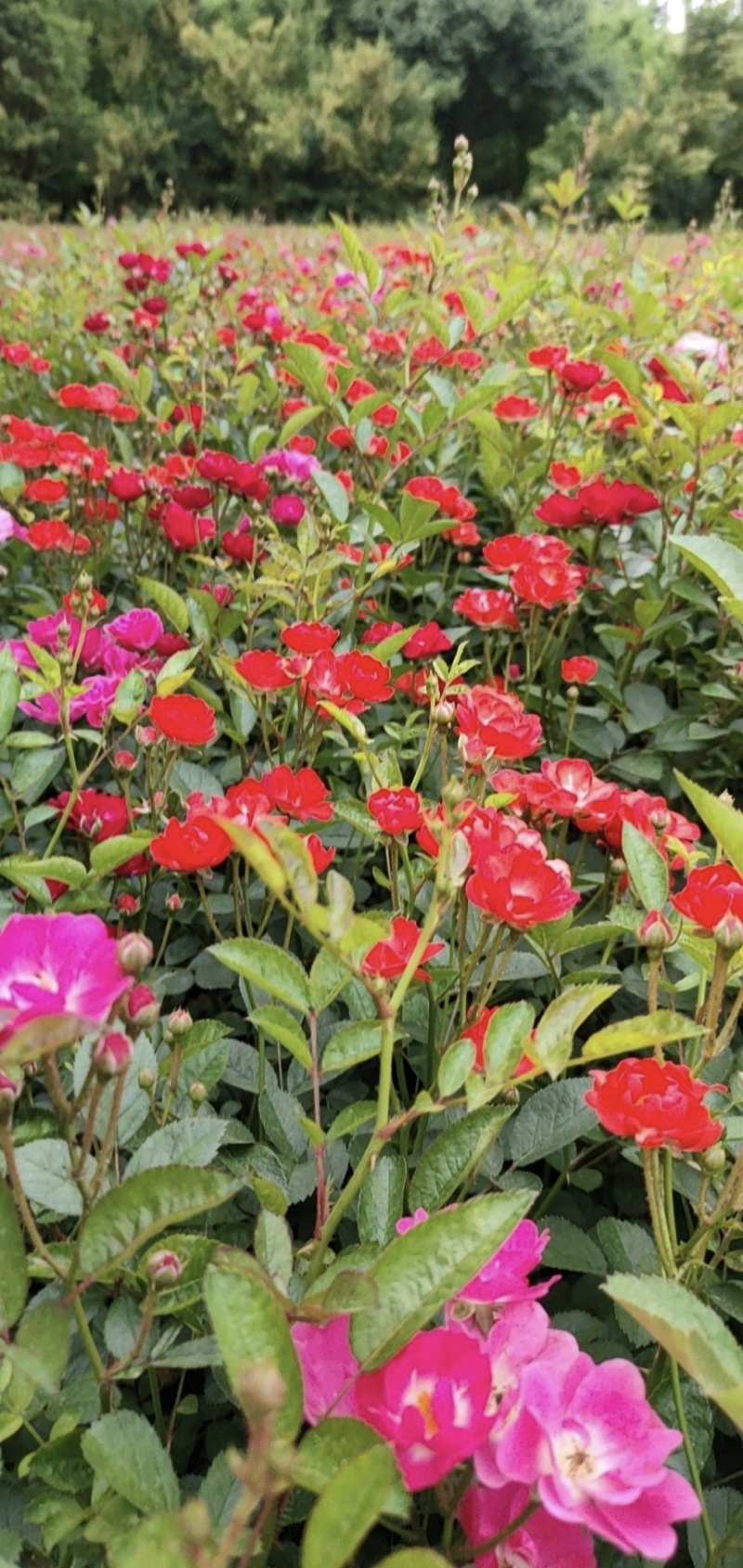 丰花月季杯苗批发，基地直销，高度20-35厘米，各种规格
