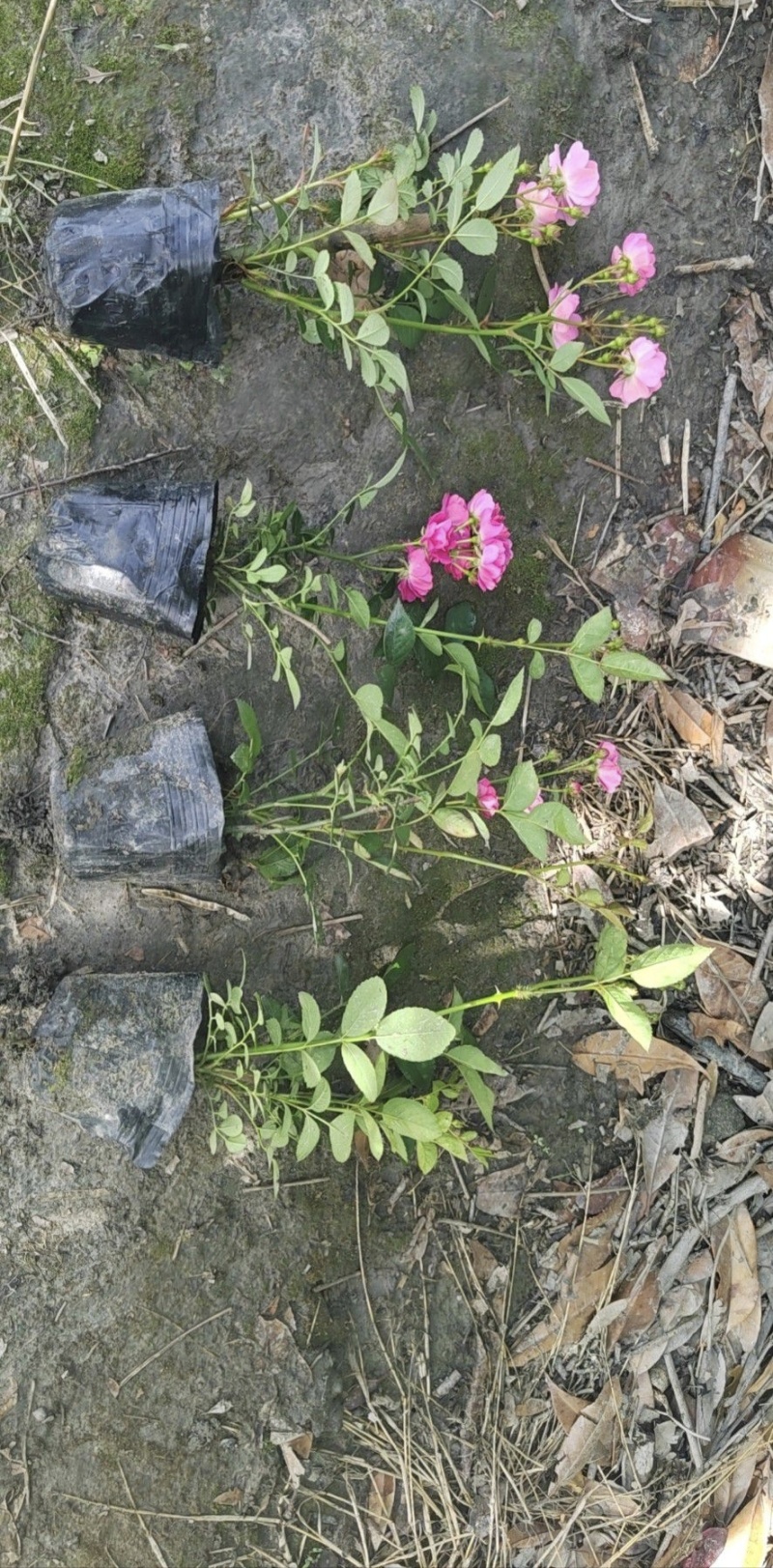 丰花月季杯苗批发，基地直销，高度20-35厘米，各种规格