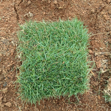 大量草皮出售……