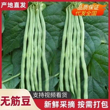 精品无筋豆山东聊城莘县无筋豆现货供应视频看货