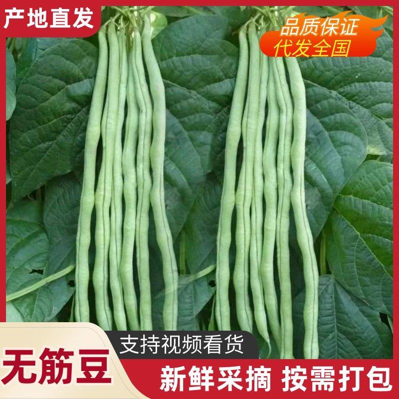 精品无筋豆山东聊城莘县无筋豆现货供应视频看货