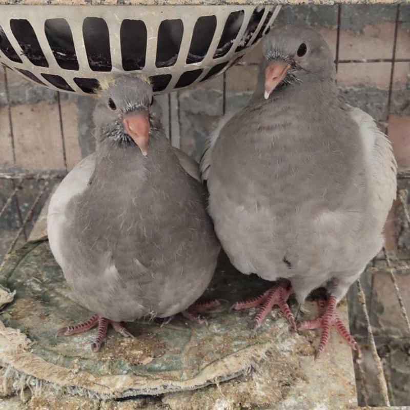 贵州肉鸽养殖基地